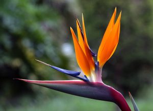 plantes tecnocampus plantes tecnocampus