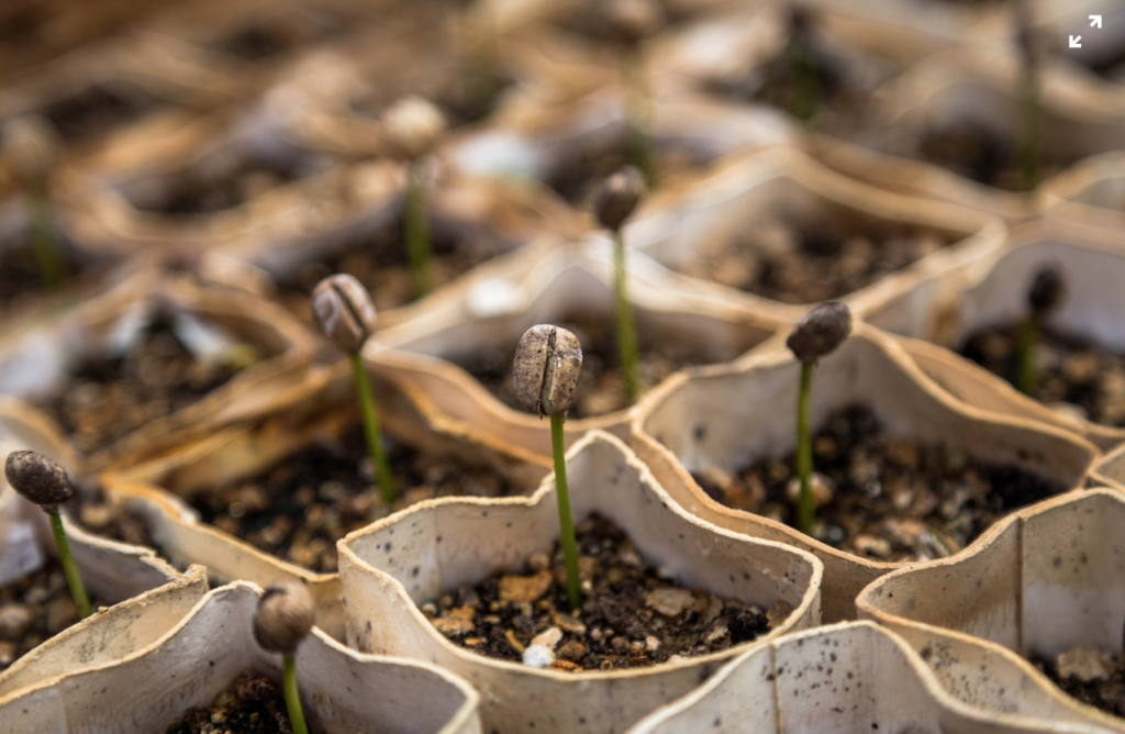 Captura de pantalla 2018 11 29 a las 23.36.16 1024x668 - Plantes Tecnocampus