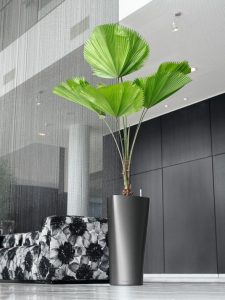 plantes tecnocampus plantes tecnocampus