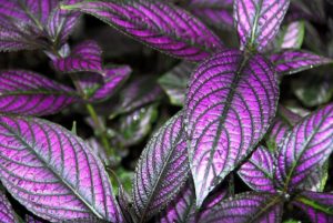 plantes tecnocampus plantes tecnocampus