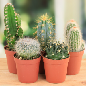 plantes tecnocampus plantes tecnocampus