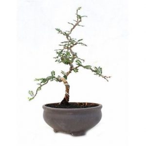 plantes tecnocampus plantes tecnocampus