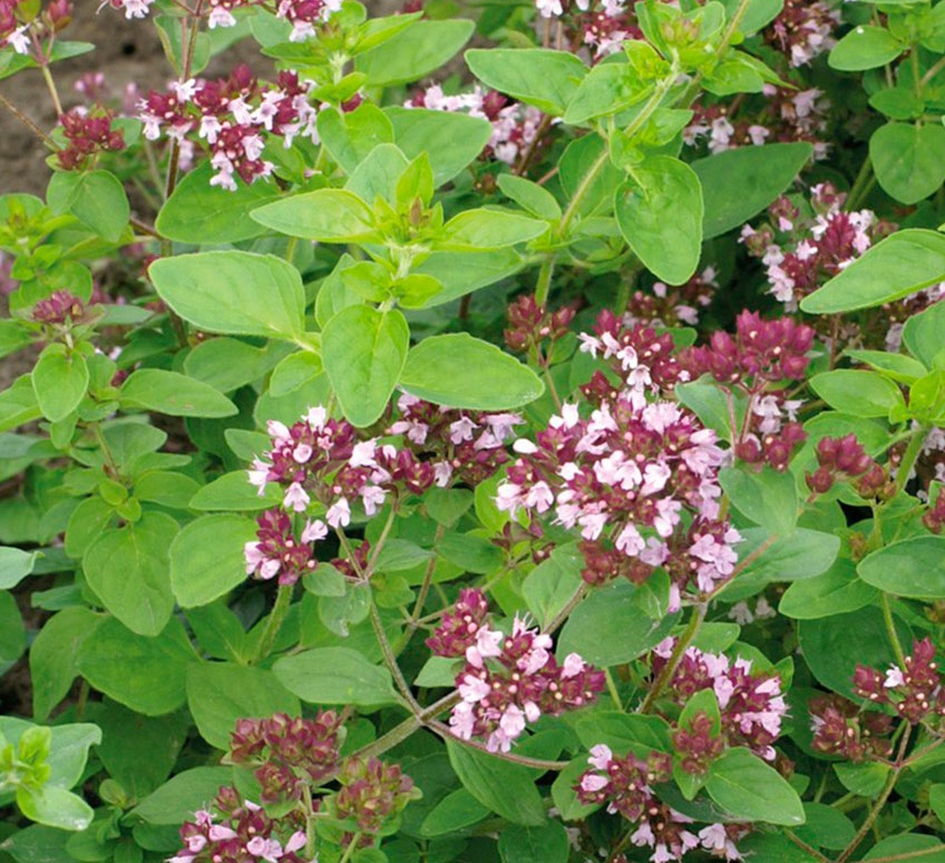 002342115 oregano ref 2115 - EL TEU RACÓ AROMÀTIC