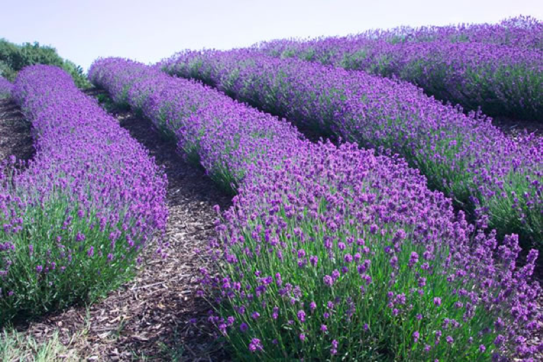 Imagen 1 - EL TEU RACÓ AROMÀTIC