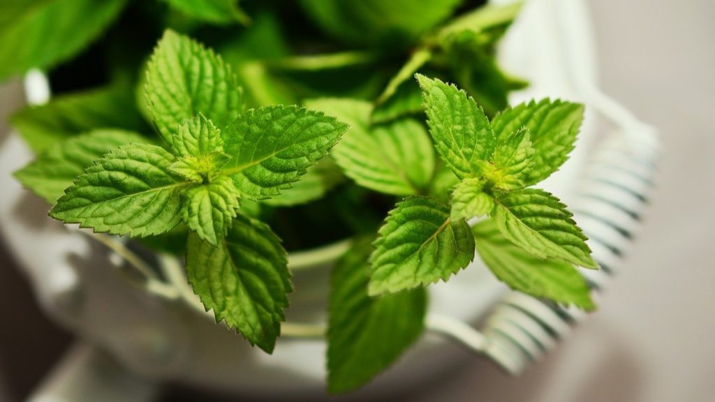 hierbabuena 9 1024x576 - EL TEU RACÓ AROMÀTIC