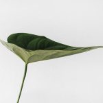 photo-1504198266287-1659872e6590